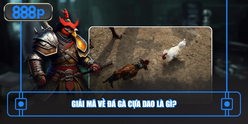 Giải mã về đá gà cựa dao là gì?