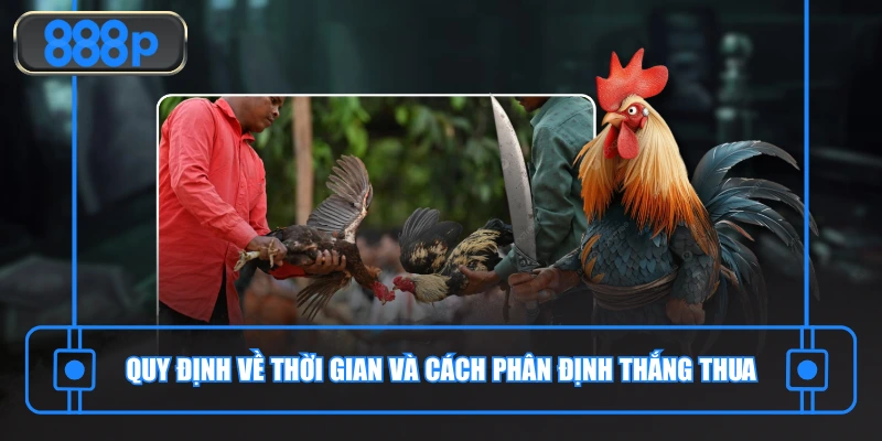 Thời gian và cách phân định thắng thua chọi kê cựa dao