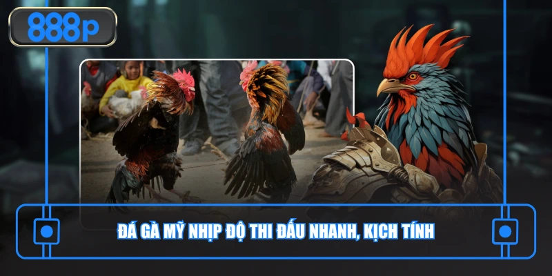 Đá gà Mỹ nhịp độ thi đấu nhanh, kịch tính