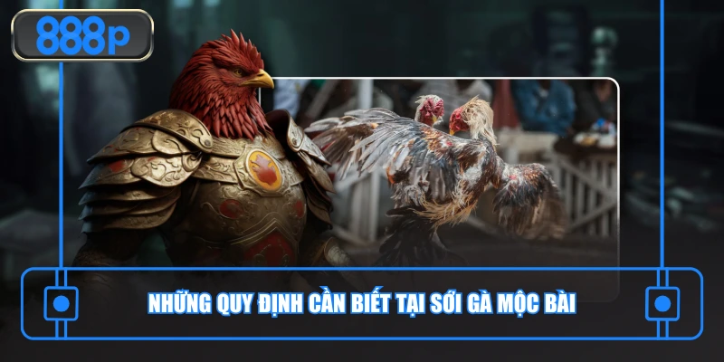 Những quy định cần biết tại sới gà Mộc Bài